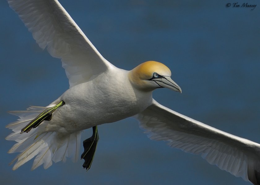 Gannet Flyby.jpg